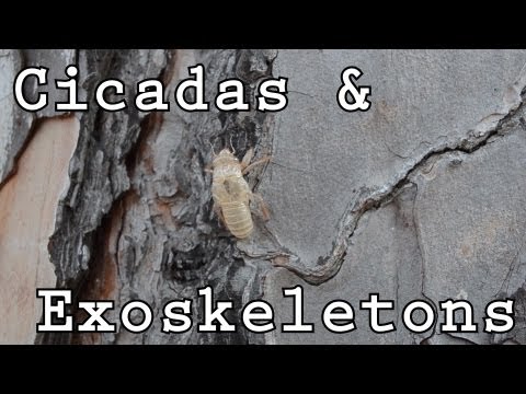 CicadasExoskeletons