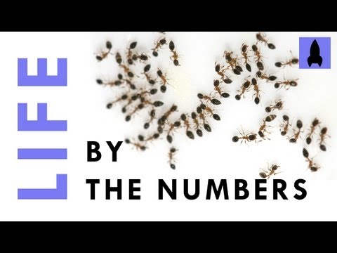 Life by the numbers