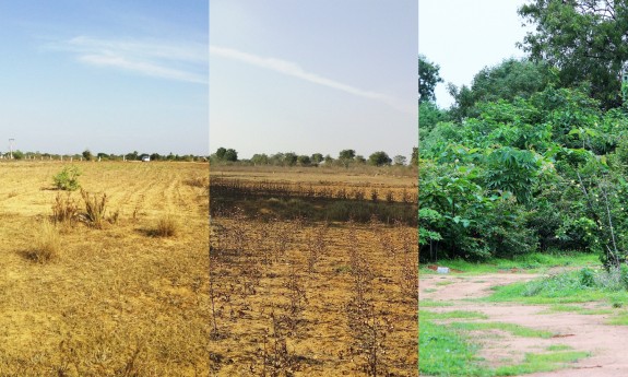 This field went from dirt to dense forest in just two years. Courtesy of Afforestt