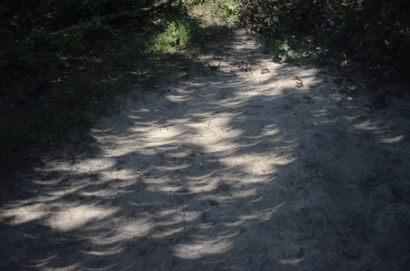 Crescent projections onto the ground from tree shadows during the August 2017 eclipse. B137/Wikimedia Commons