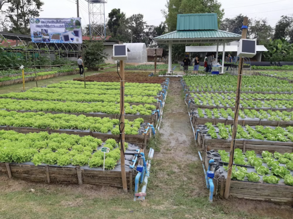 A smart irrigation system for green oak lettuce in Chiang Mai, Thailand. (Shutterstock)